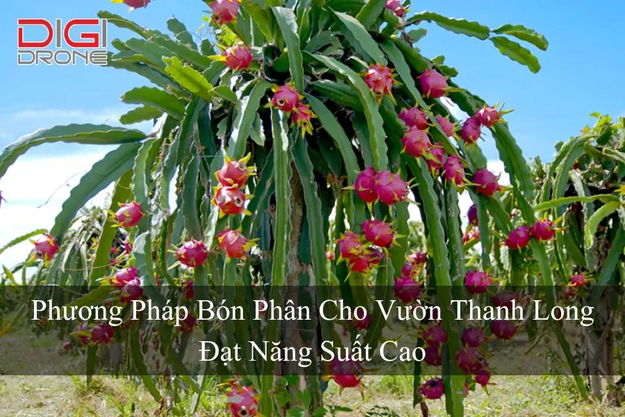 Phương Pháp Bón Phân Cho Vườn Thanh Long Đạt Năng Suất Cao