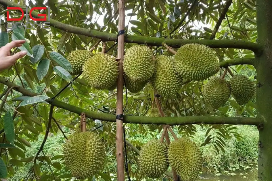 bón lót trồng sầu riêng