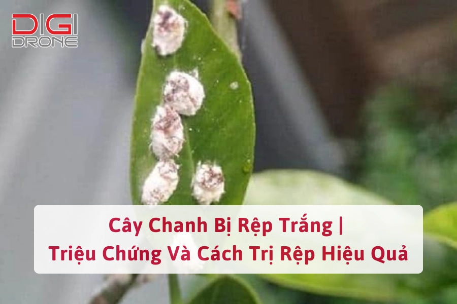 Cây Chanh Bị Rệp Trắng | Triệu Chứng Và Cách Trị Rệp Hiệu Quả