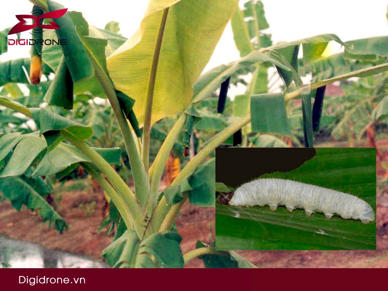 Sâu lá chuối: đặc điểm & biện pháp phòng trừ hiệu quả