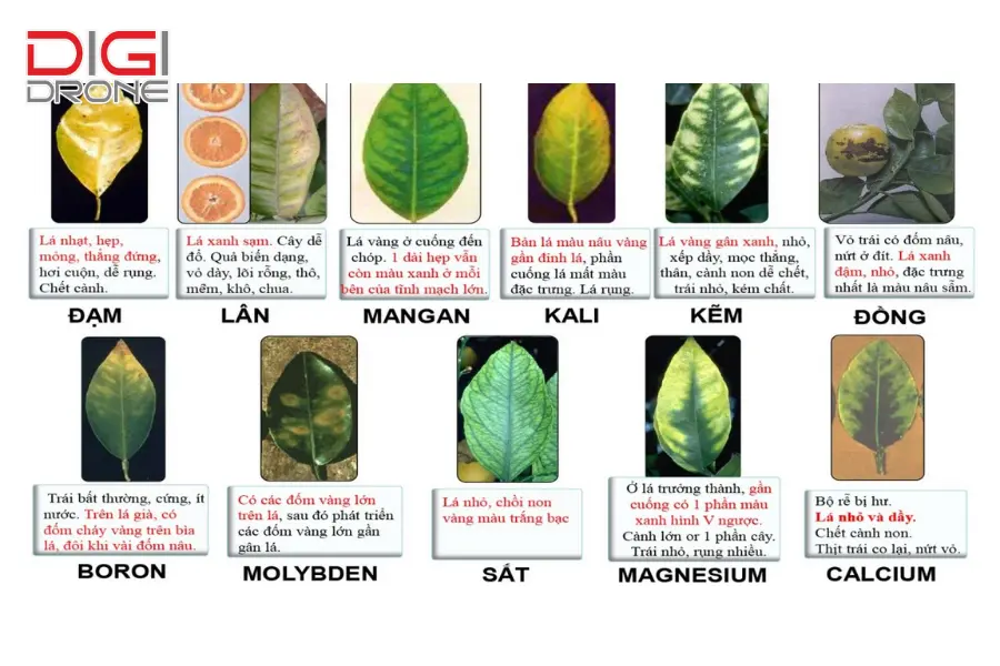 phân vi lượng phân vi lượng