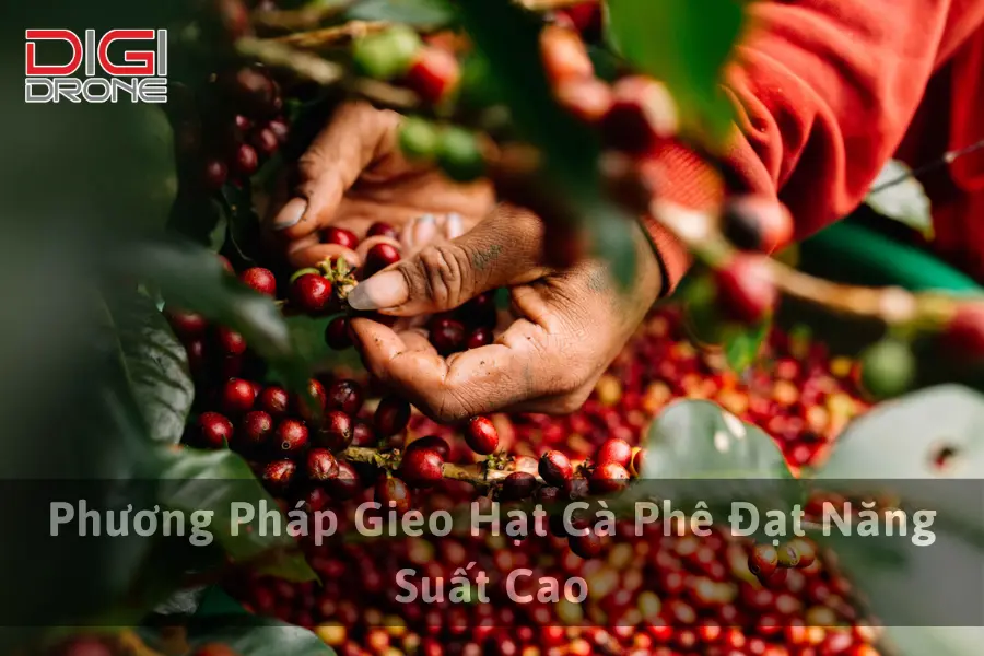 Phương Pháp Gieo Hạt Cà Phê Đạt Năng Suất Cao