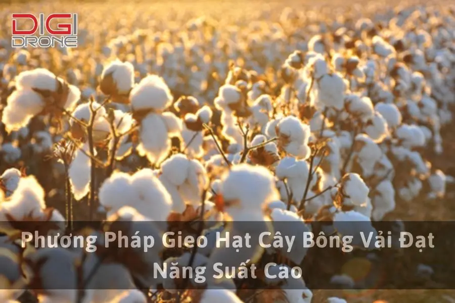 Phương Pháp Gieo Hạt Cây Bông Vải Đạt Năng Suất Cao