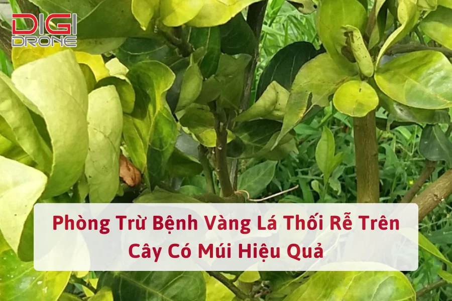 Phòng Trừ Bệnh Vàng Lá Thối Rễ Trên Cây Có Múi Hiệu Quả