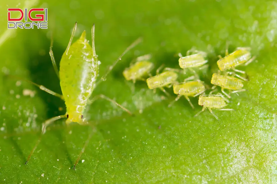 Rệp (Aphids)