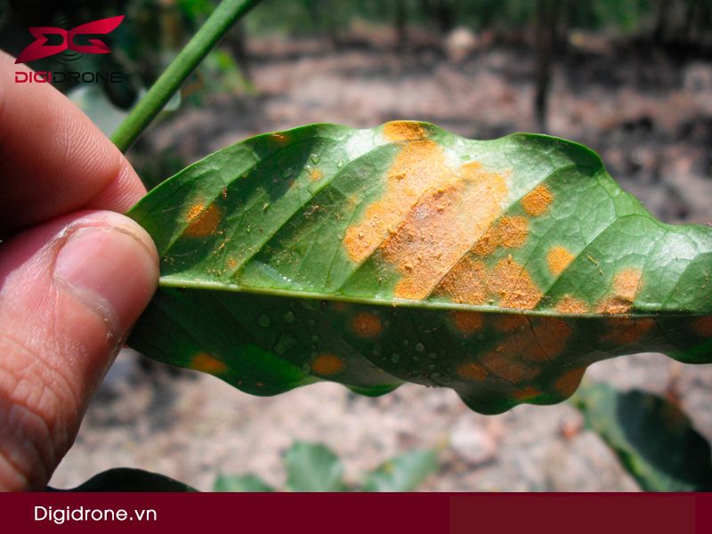 Sâu bệnh hại cà phê & biện pháp phòng trừ