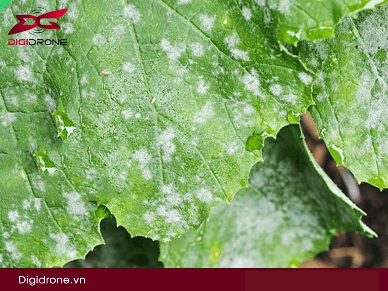 Sâu bệnh hại bầu bí: nguyên nhân & biện pháp phòng trừ