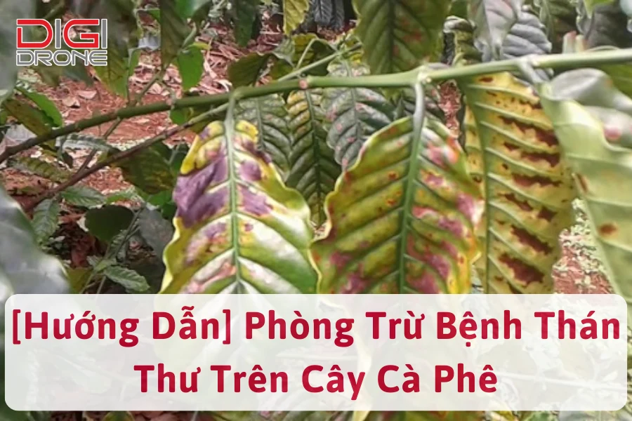 [Hướng Dẫn] Phòng Trừ Bệnh Thán Thư Trên Cây Cà Phê