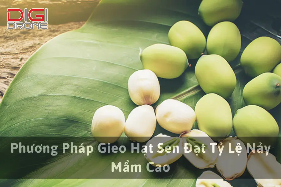 Phương Pháp Gieo Hạt Sen Đạt Tỷ Lệ Nảy Mầm Cao