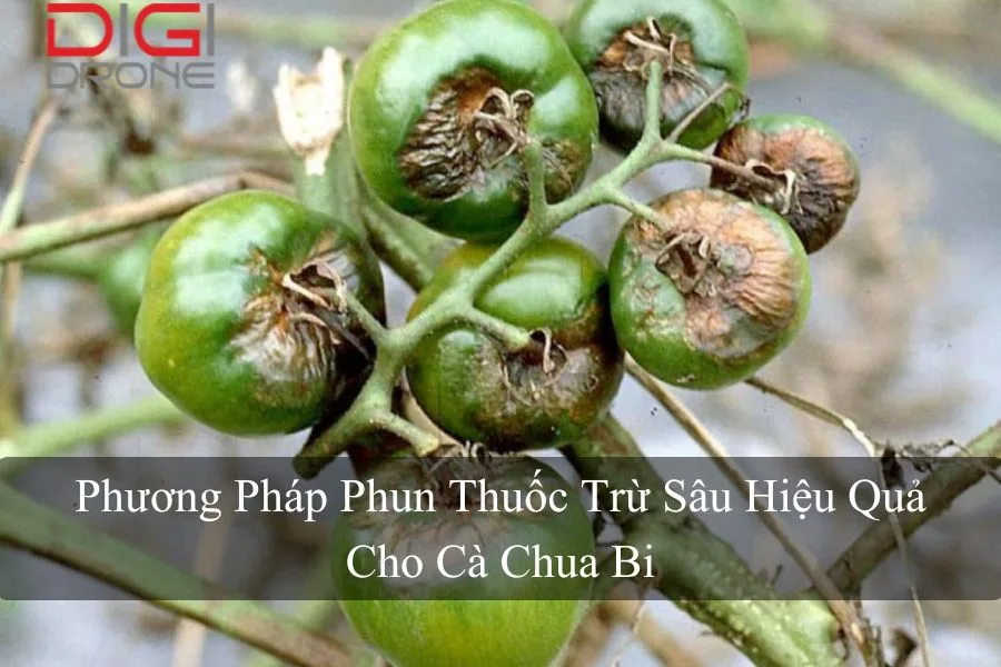 Phương Pháp Phun Thuốc Trừ Sâu Hiệu Quả Cho Cà Chua Bi