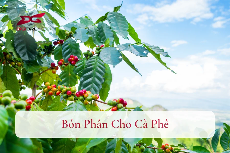 Kỹ Thuật Bón Phân Cho Cà Phê Giúp Tăng Năng Suất