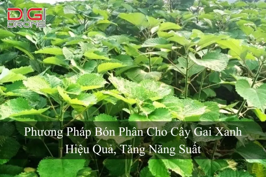 Phương Pháp Bón Phân Cho Cây Gai Xanh Hiệu Quả, Tăng Năng Suất