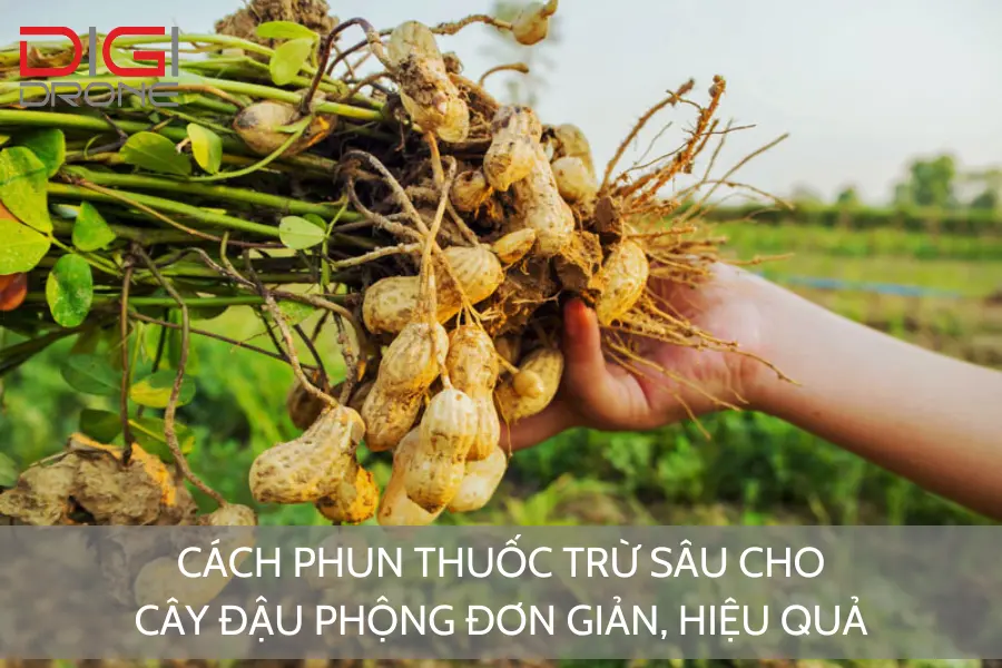 Cách Phun Thuốc Trừ Sâu Cho Cây Đậu Phộng Đơn Giản, Hiệu Quả