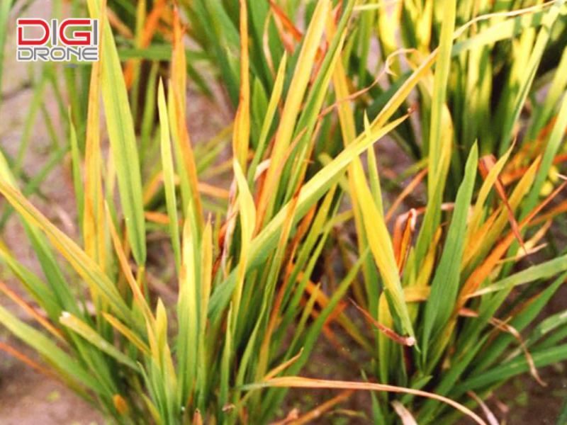 Dấu hiệu nhận biết bệnh vàng lùn lúa