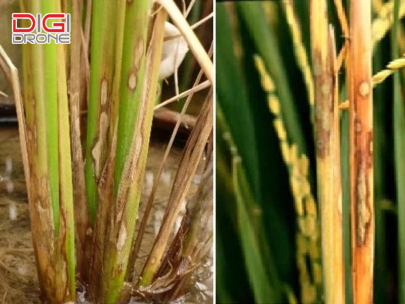 Nguyên nhân gây bệnh khô vằn và điều kiện phát triển