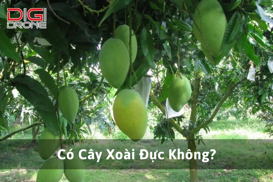 Có Cây Xoài Đực Không?