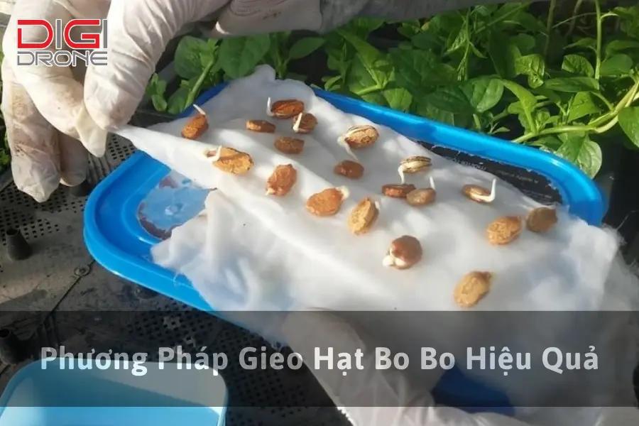 Phương Pháp Gieo Hạt Bo Bo Hiệu Quả