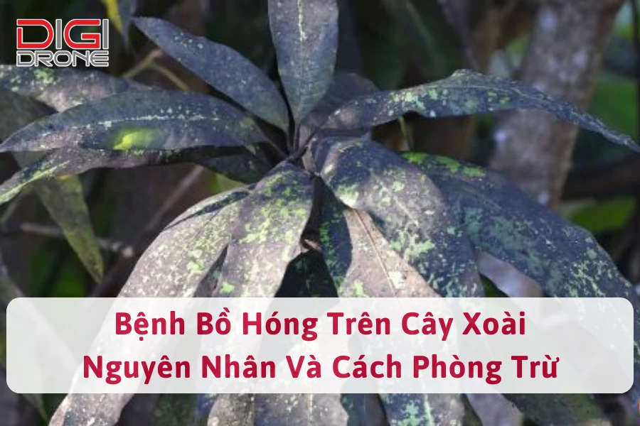 Bệnh Bồ Hóng Trên Cây Xoài | Nguyên Nhân Và Cách Phòng Trừ 