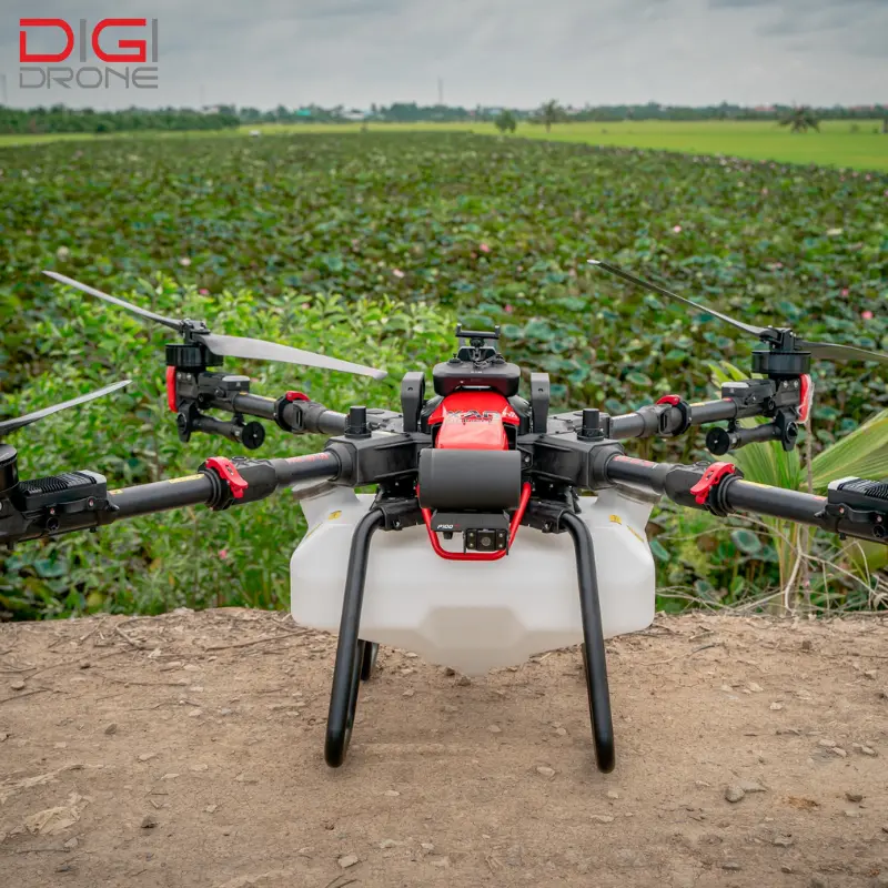 Theo dõi tình trạng cây khế sau khi phun thuốc