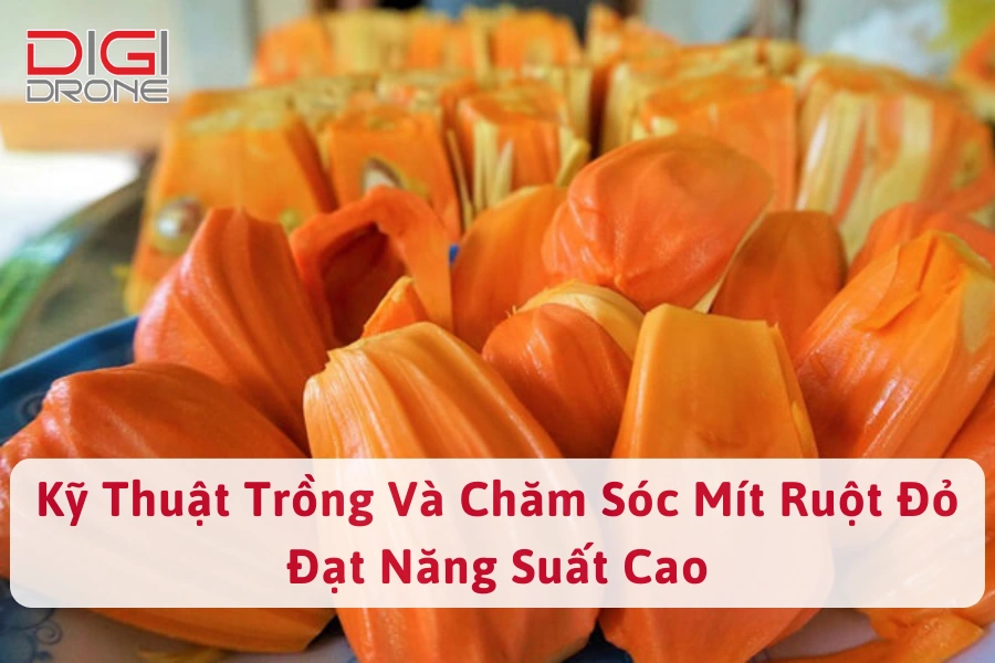 Kỹ Thuật Trồng Và Chăm Sóc Mít Ruột Đỏ Đạt Năng Suất Cao