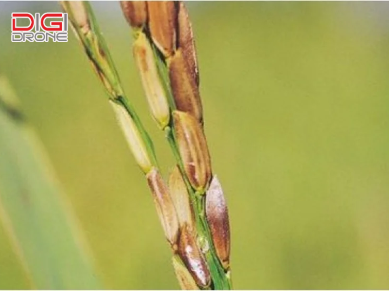 Các nguyên nhân chính gây lem lép hạt lúa