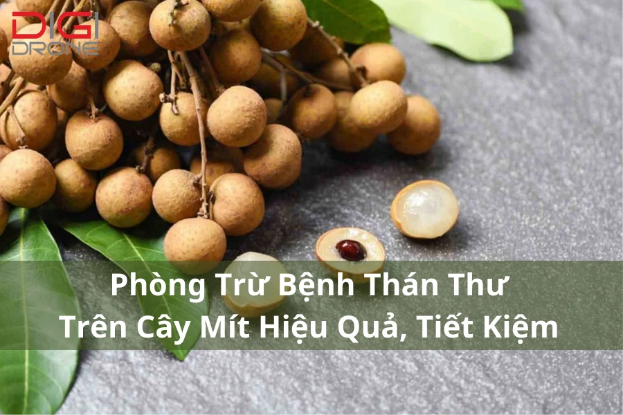 Phòng Trừ Sâu Đục Quả Nhãn Tận Gốc Hiệu Quả, Nhanh Chóng