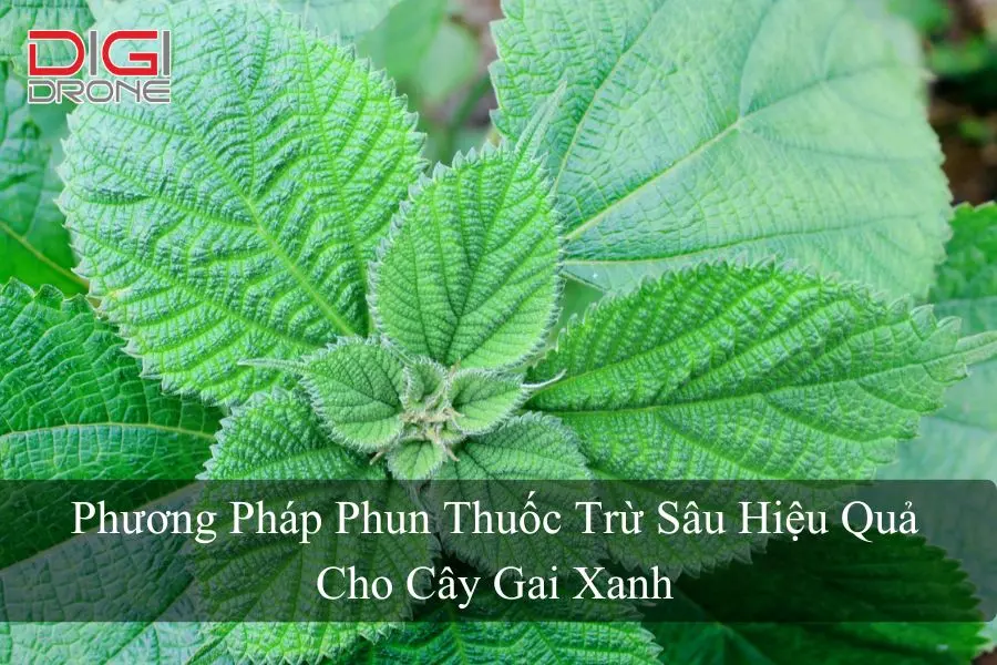 Phương Pháp Phun Thuốc Trừ Sâu Hiệu Quả Cho Cây Gai Xanh