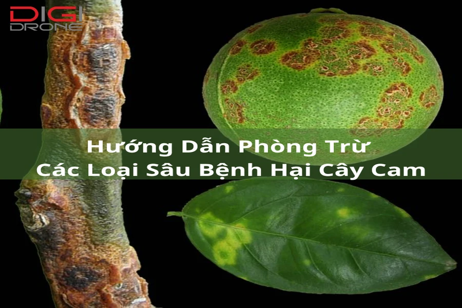 Hướng Dẫn Phòng Trừ Các Loại Sâu Bệnh Hại Cây Cam