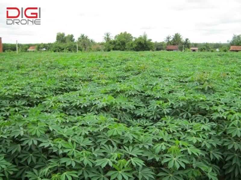 Những lý do tưới nước cho khoai mì bằng XAG P100 là cách tối ưu nhất