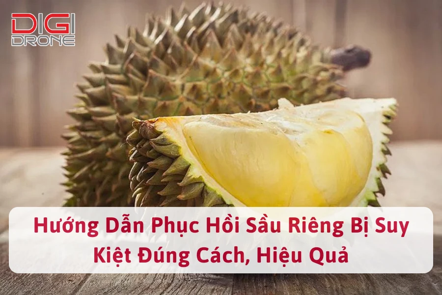 Hướng Dẫn Phục Hồi Sầu Riêng Bị Suy Kiệt Đúng Cách, Hiệu Quả