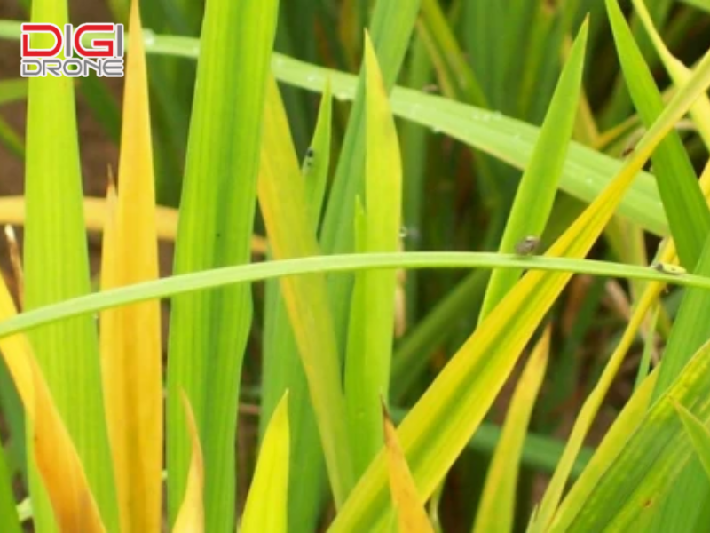 Mức độ gây hại và ảnh hưởng của bệnh vàng lùn