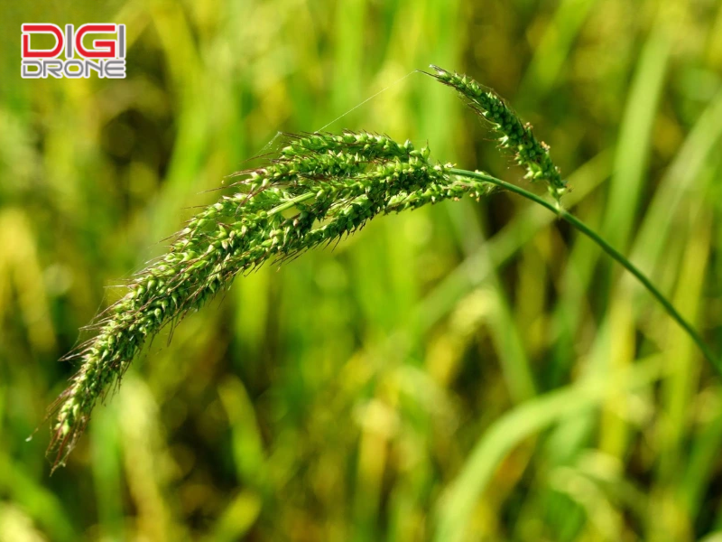 Biện pháp phòng ngừa bệnh khô vằn hiệu quả