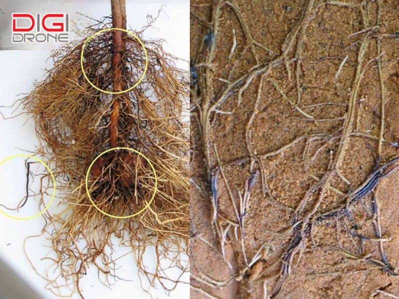 Phòng ngừa cây bị thối rễ giữ cây luôn khỏe mạnh