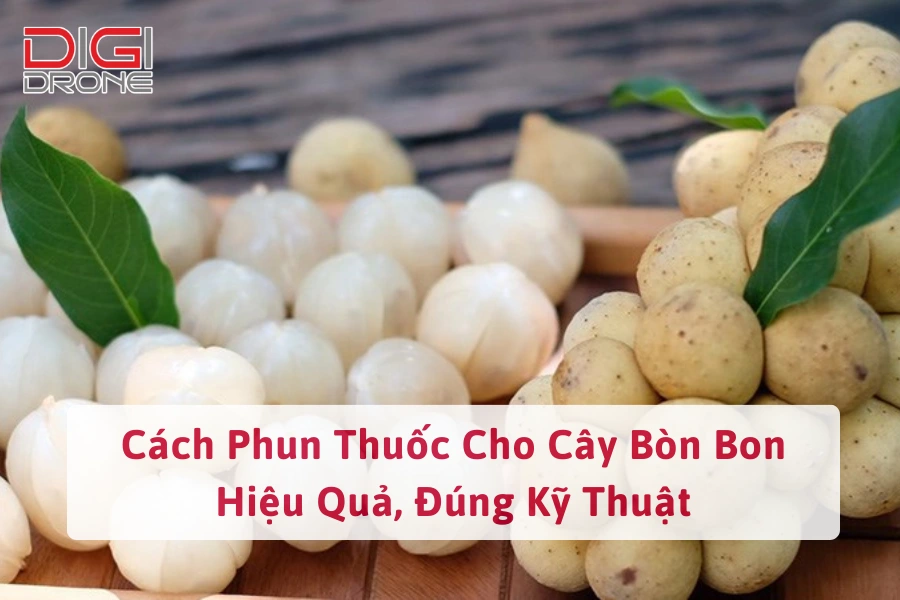 Cách Phun Thuốc Cho Cây Bòn Bon Hiệu Quả, Đúng Kỹ Thuật