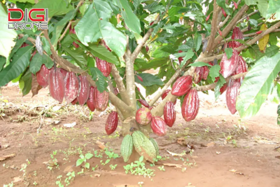 Thời điểm bón phân cho cây cacao