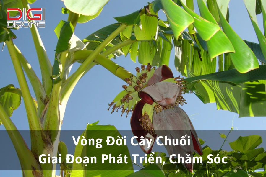 Vòng Đời Cây Chuối - Giai Đoạn Phát Triển, Chăm Sóc & Yếu Tố Ảnh Hưởng