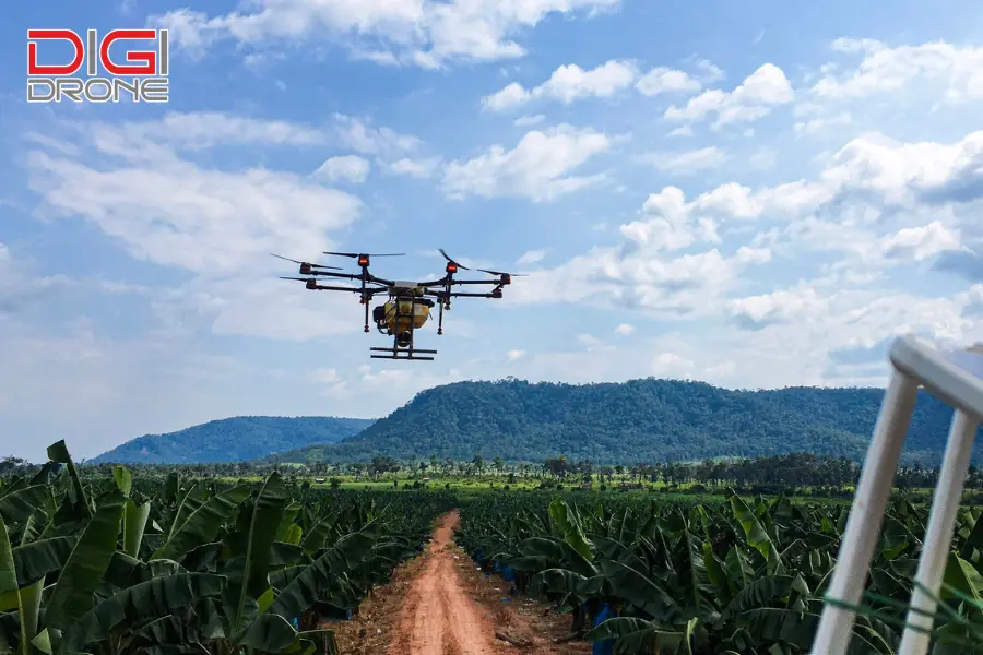 Phun thuốc bằng Drone cho hoa tulip