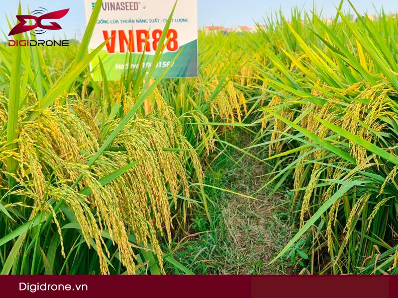 Giống lúa VNR88 có đặc điểm & kỹ thuật canh tác