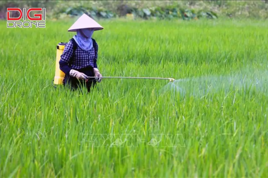 phương pháp phun thuốc trừ sâu cho rau muống