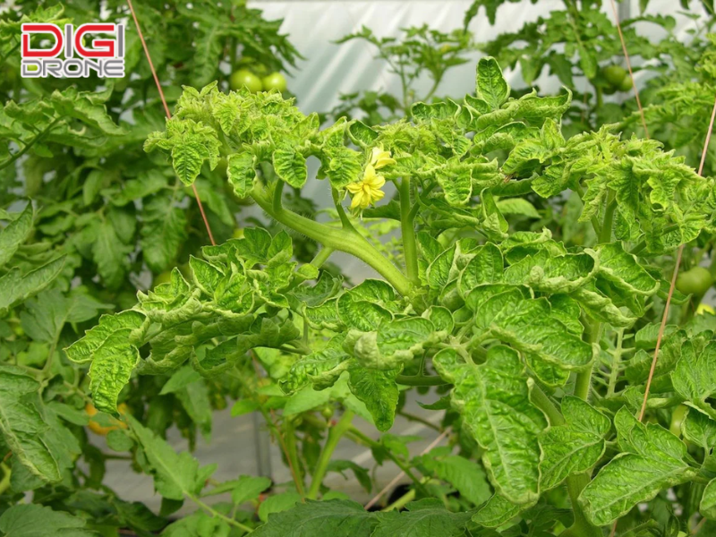 Dấu hiệu nhận biết bệnh xoăn lá