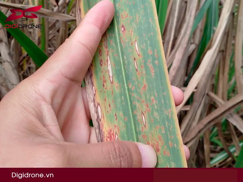 Sâu bệnh hại mía: Nguyên nhân & cách phòng trừ hiệu quả