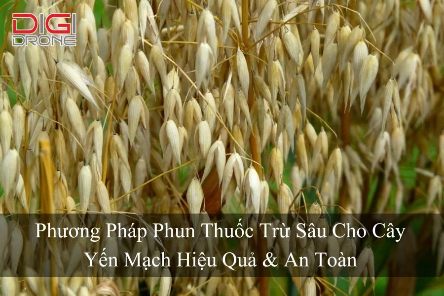 Phương Pháp Phun Thuốc Trừ Sâu Cho Cây Yến Mạch Hiệu Quả & An Toàn