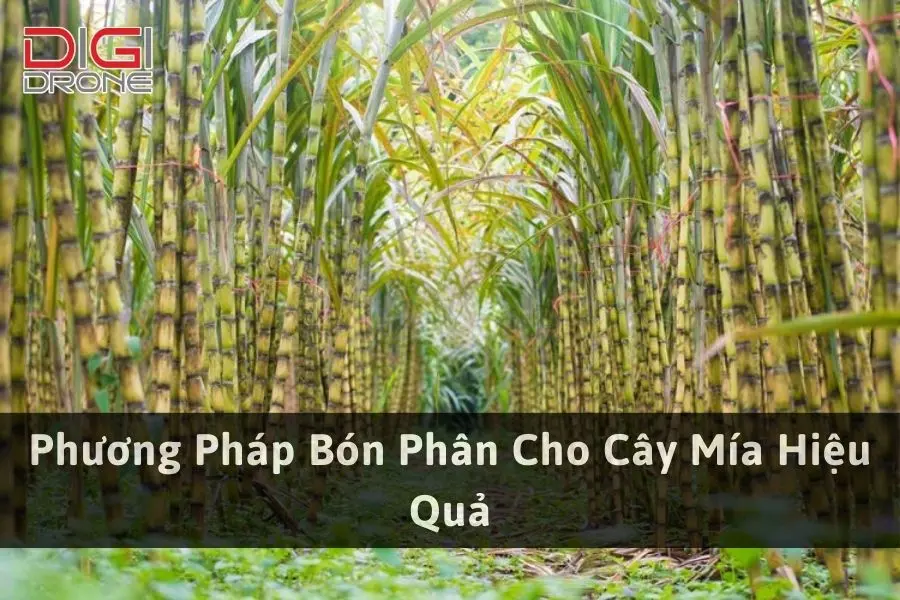 Phương Pháp Bón Phân Cho Cây Mía Hiệu Quả