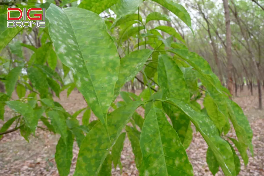 Bệnh phấn trắng (Oidium heveae) cây cao su