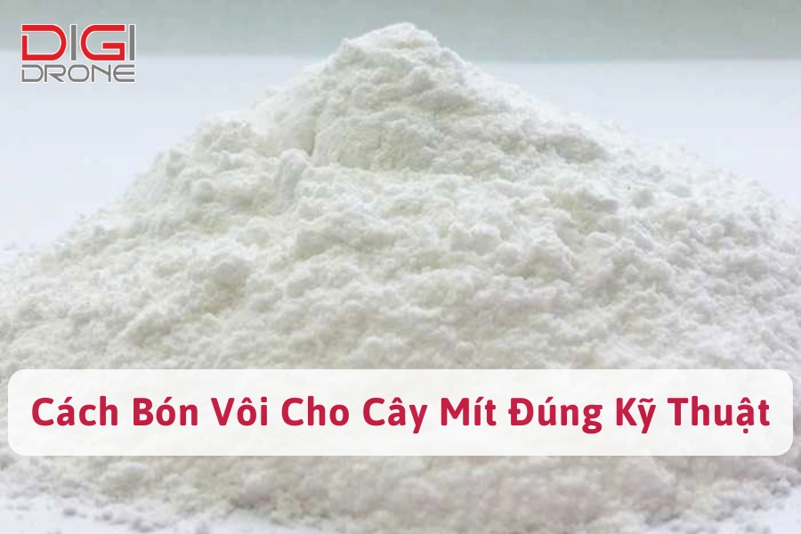 [Hướng Dẫn] Cách Bón Vôi Cho Cây Mít Đúng Kỹ Thuật