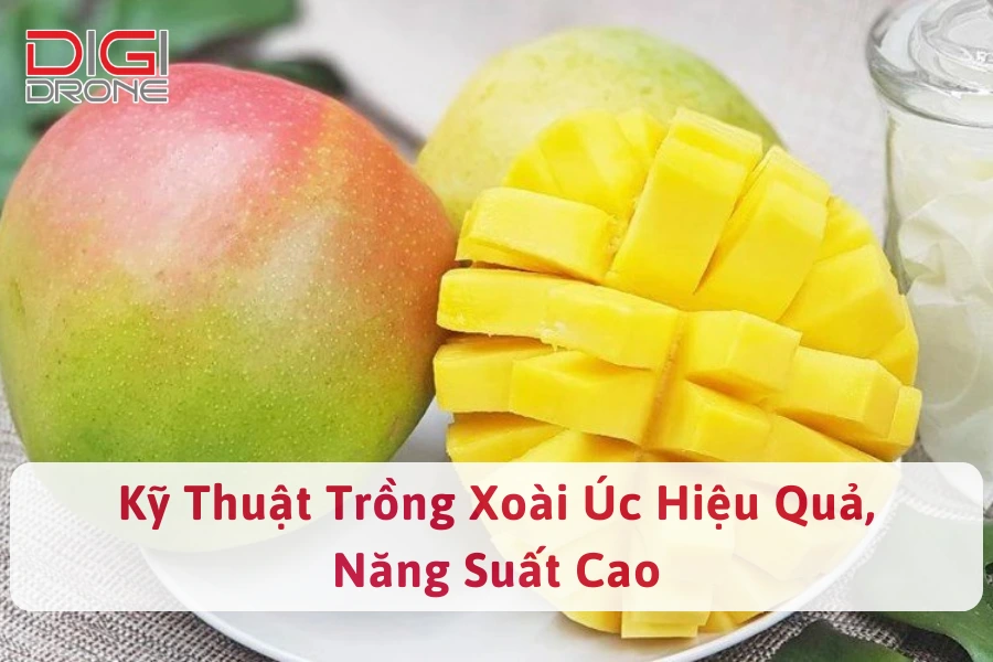 Kỹ Thuật Trồng Xoài Úc Hiệu Quả, Năng Suất Cao