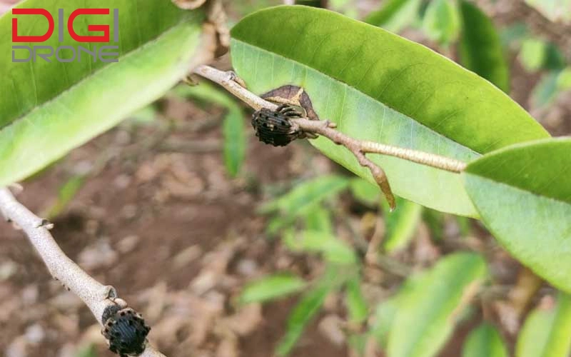 bọ cánh cứng ăn lá sầu riêng