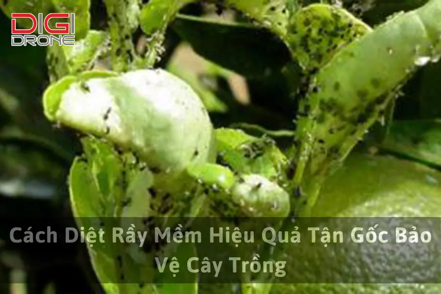 Cách Diệt Rầy Mềm Hiệu Quả Tận Gốc Bảo Vệ Cây Trồng