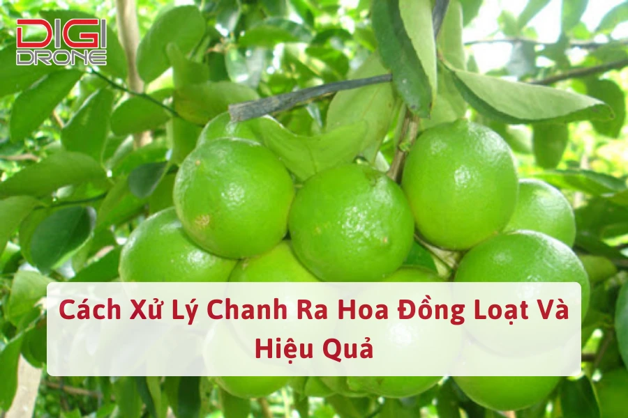 Cách Xử Lý Chanh Ra Hoa Đồng Loạt Và Hiệu Quả