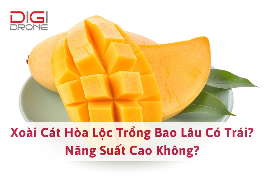 Xoài Cát Hòa Lộc Trồng Bao Lâu Có Trái? Năng Suất Cao Không?